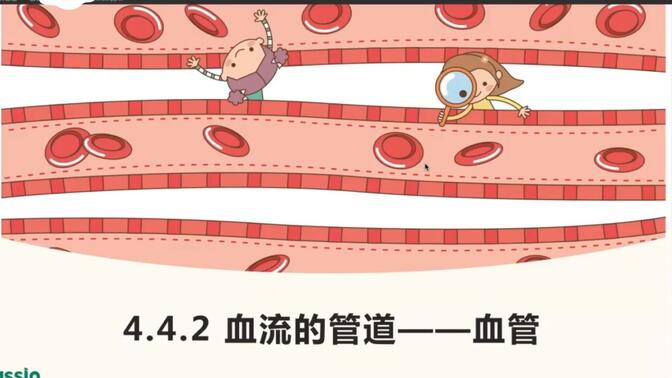 【初中生物】4.4.2 血流的管道——血管