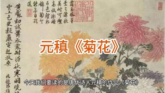 小学生必背的古诗词呀~元稹《菊花》