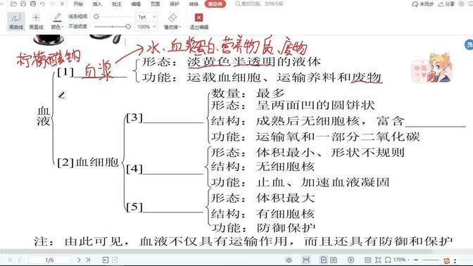 七年级下册 第四章 人体内血液循环系统的组成（血液、血管、心脏）