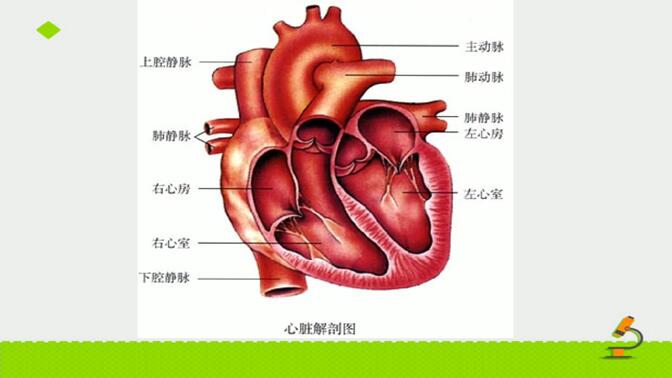 初中生物七年级下册第四单元第四章第三节《输送血液的泵——心脏》