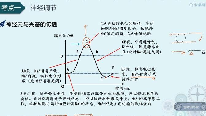 高中生物必修三（稳态）