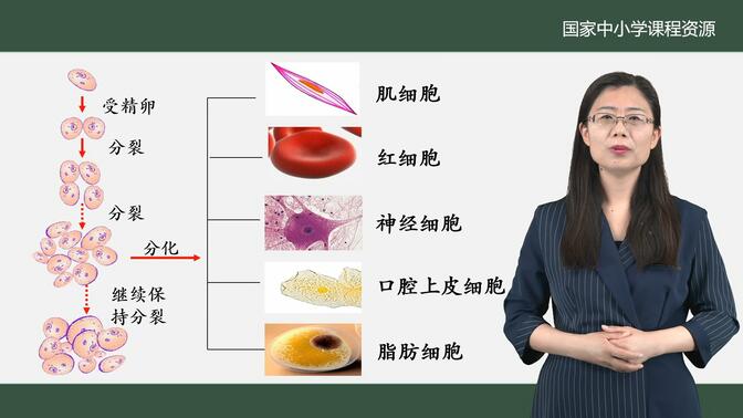 1.2.2 细胞分化形成组织