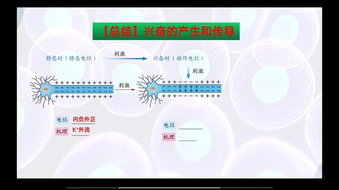 人教版高中生物选择性必修一第二章第三节《神经冲动的产生和传导》课件来源：学科网