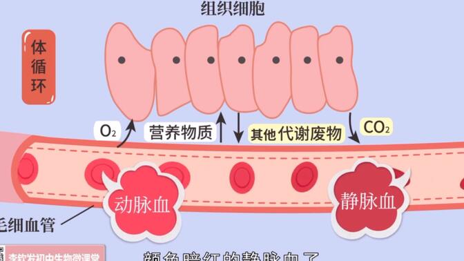 科学拓展知识——体内物质的运输——血液循环系统